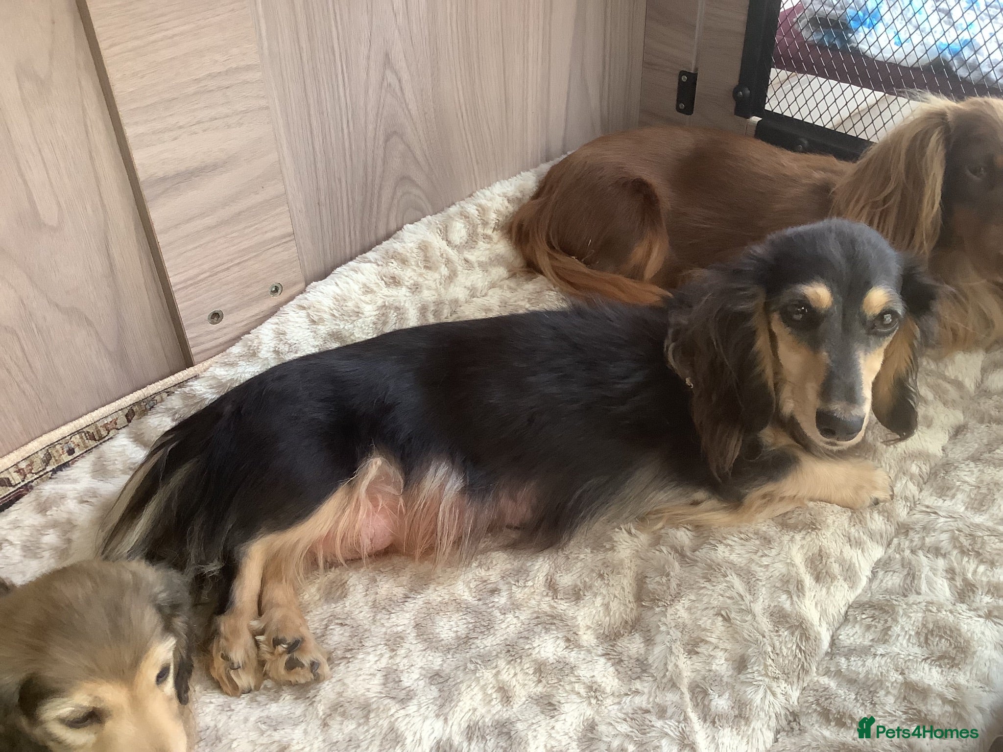 Miniature Dachshund dogs Longhair miniature dachshunds - Advert 2