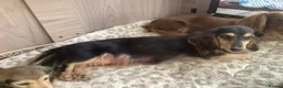 Miniature Dachshund dogs for sale: Longhair miniature dachshunds - Advert 2