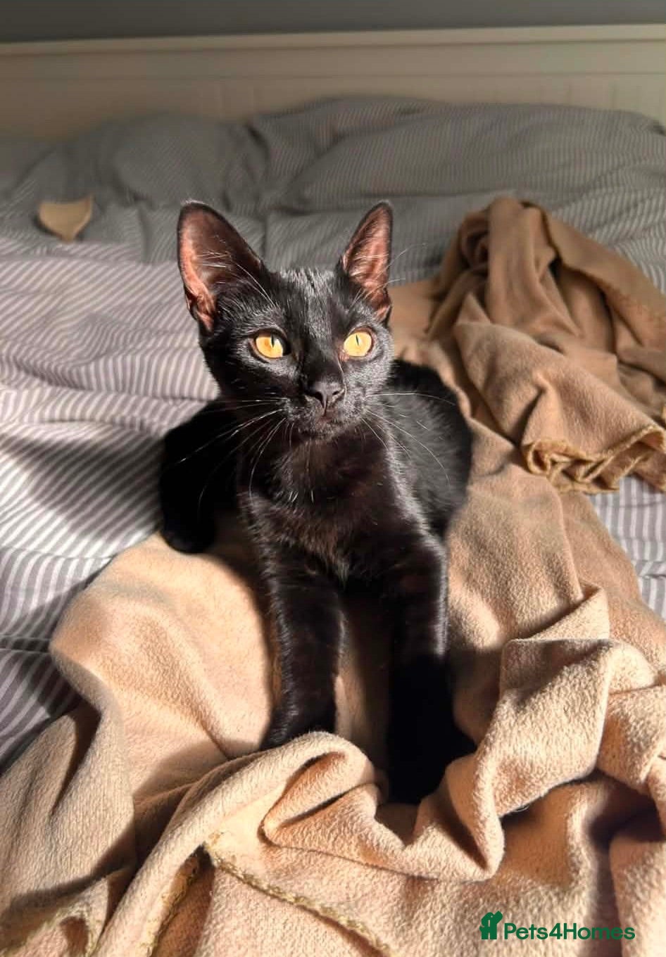Mixed Breed cats Beautiful female kitten looking for a loving home  - Advert 4