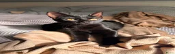 Mixed Breed cats for sale: Beautiful female kitten looking for a loving home  - Advert 1