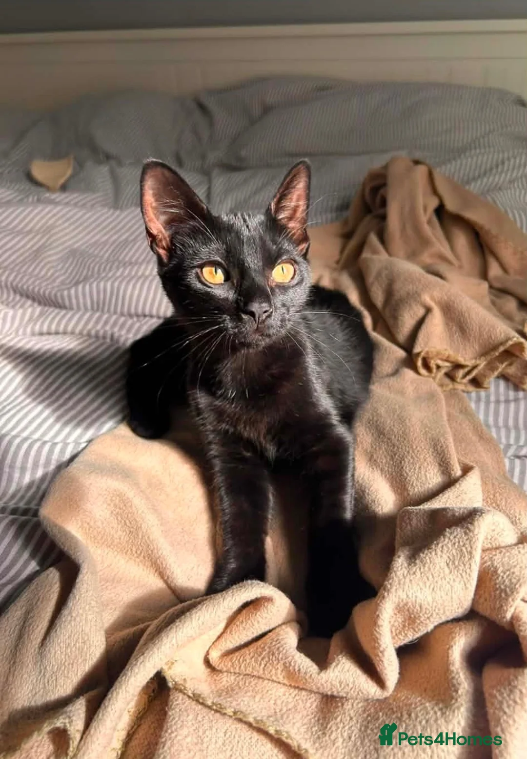Mixed Breed cats for sale: Beautiful female kitten looking for a loving home  - Advert 1