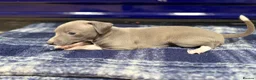 Italian Greyhound dogs for sale: The Most AMAZING colours! - Advert 13