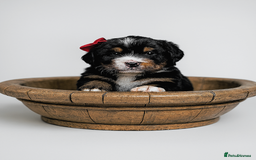 Bernedoodle dogs for stud: Miniature bernedoodle at stud  in Manchester - Image 7