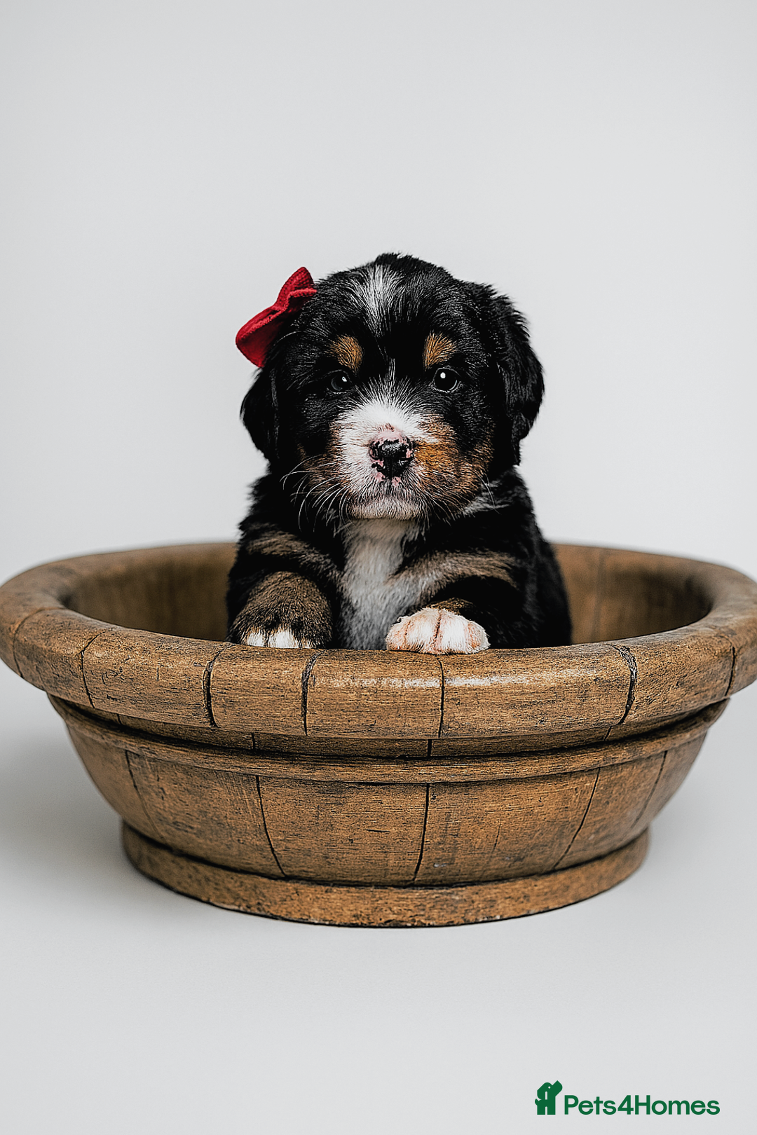 Bernedoodle dogs for stud: Miniature bernedoodle at stud  in Manchester - Image 7