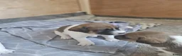 Jack Russell dogs for sale: Stunning Jack Russell puppies for sale - Advert 9