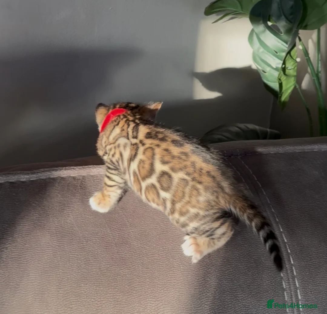 Bengal cats for sale: Beautiful Pedigree Bengal kittens for sale  - Advert 18
