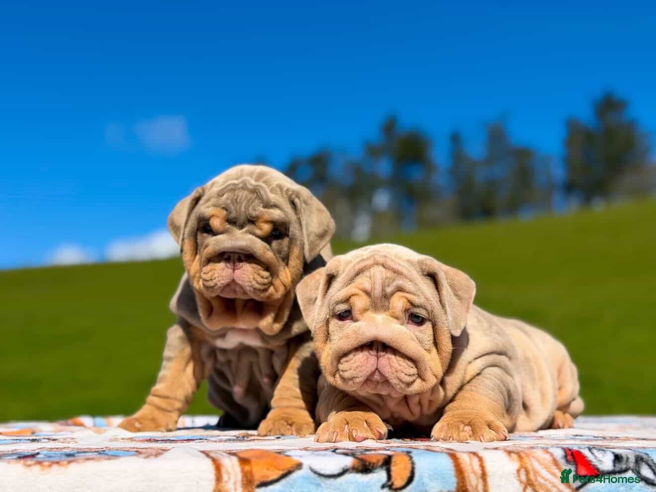 English Bulldog dogs 🔥 Bailey X Mr Muscle 2.0 🔥  - Advert 1