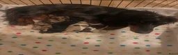 Miniature Dachshund dogs for sale: KC Reg Chocolate Piebald Long Hair Mini Dachshund - Advert 8