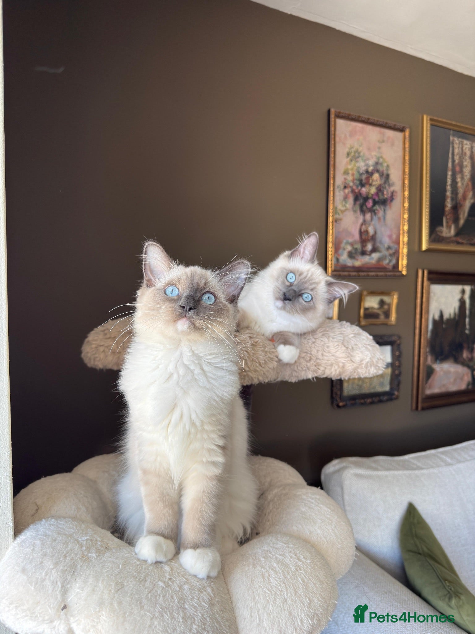 Ragdoll cats Ready to Leave! Beautiful ragdolls  - Advert 1