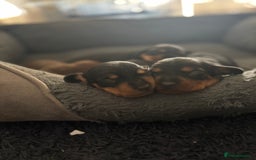 Miniature Dachshund dogs for sale: Miniature Sausages 🌭 - Image 5