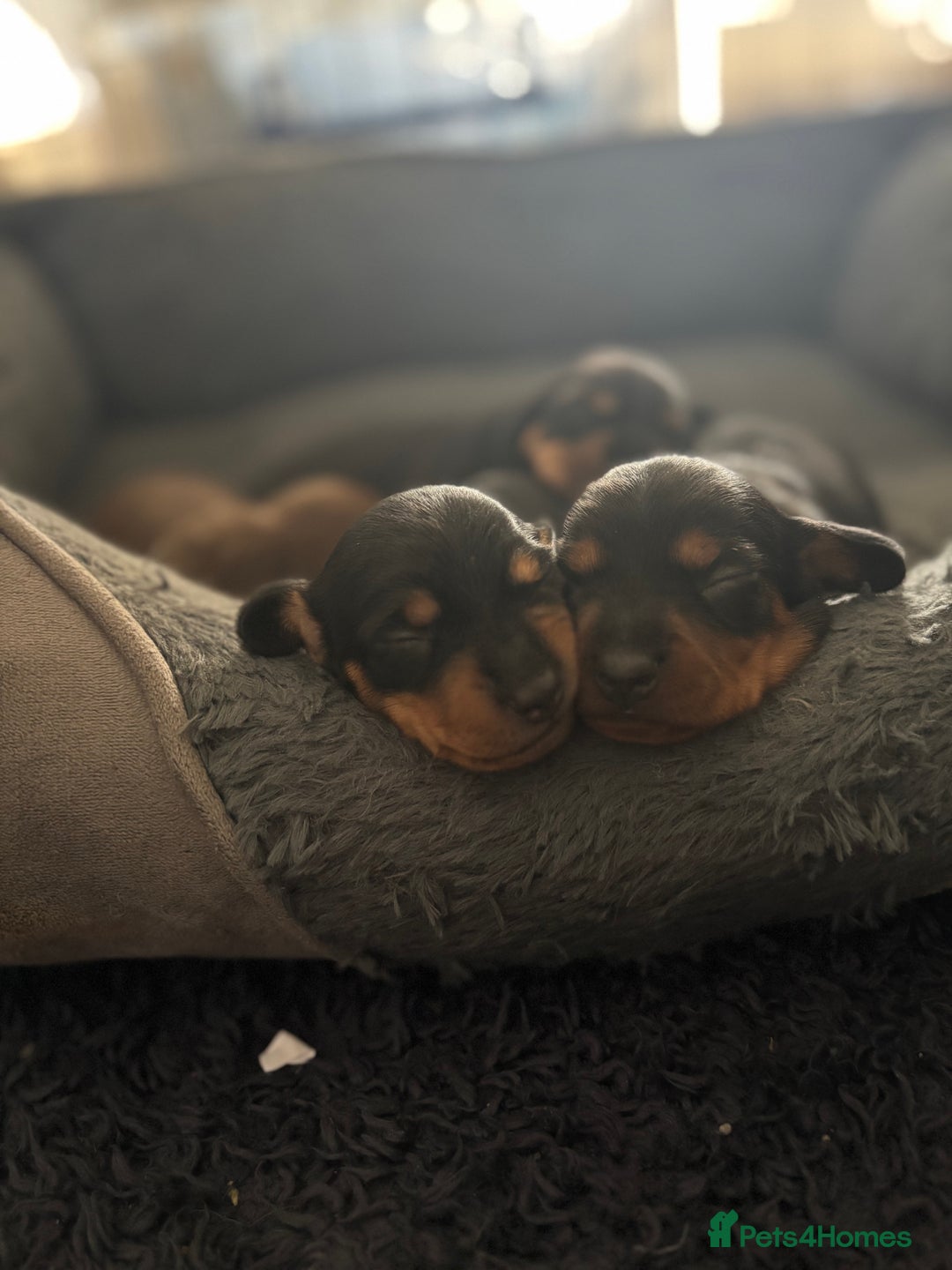 Miniature Dachshund dogs for sale: Miniature Sausages 🌭 - Image 5