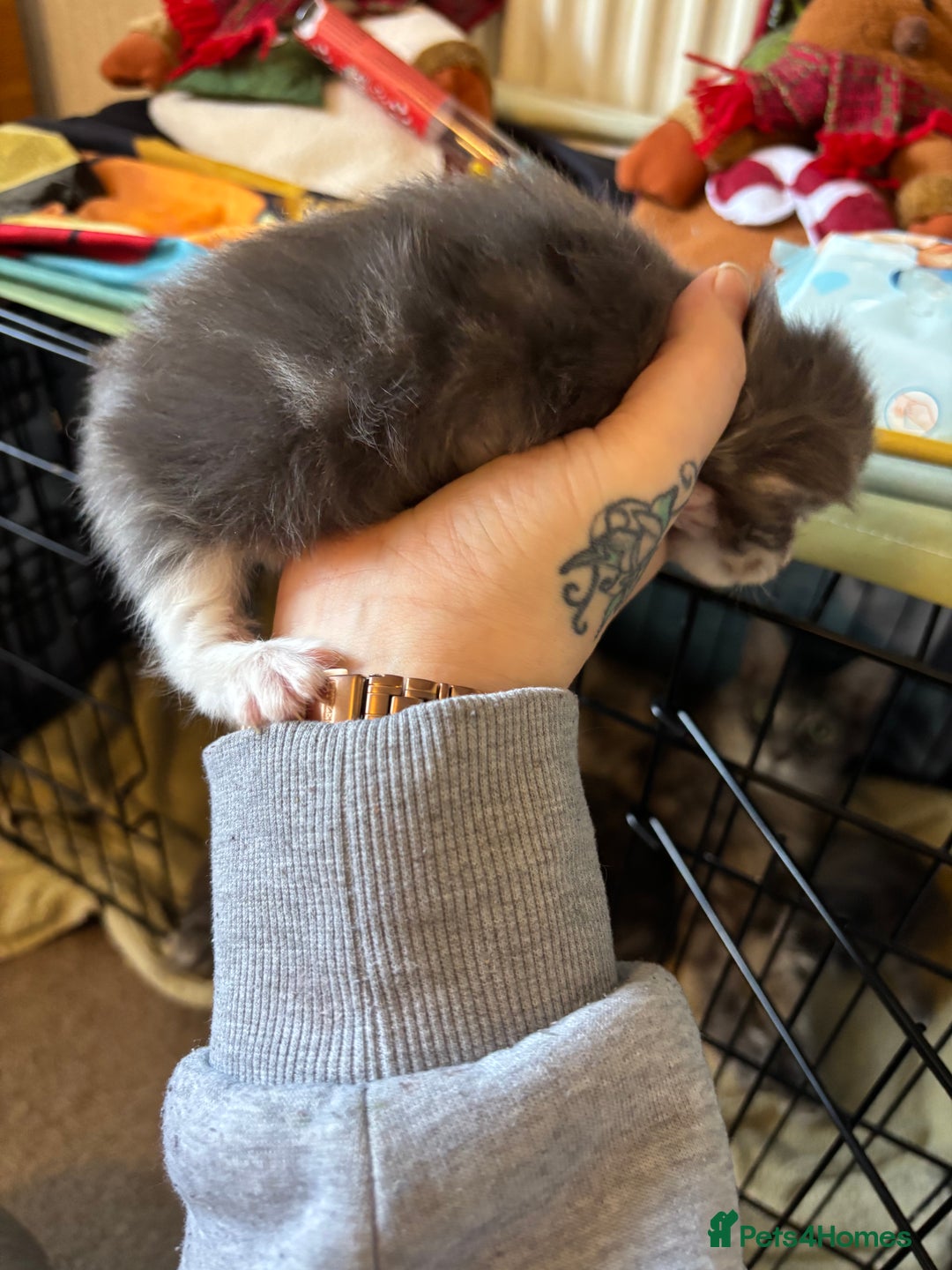 Maine Coon cats for sale: 5 Maine coon babies  - Advert 11