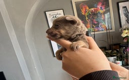 Mixed Breed dogs for sale: 9 beautiful dachshund cross poms - Image 3