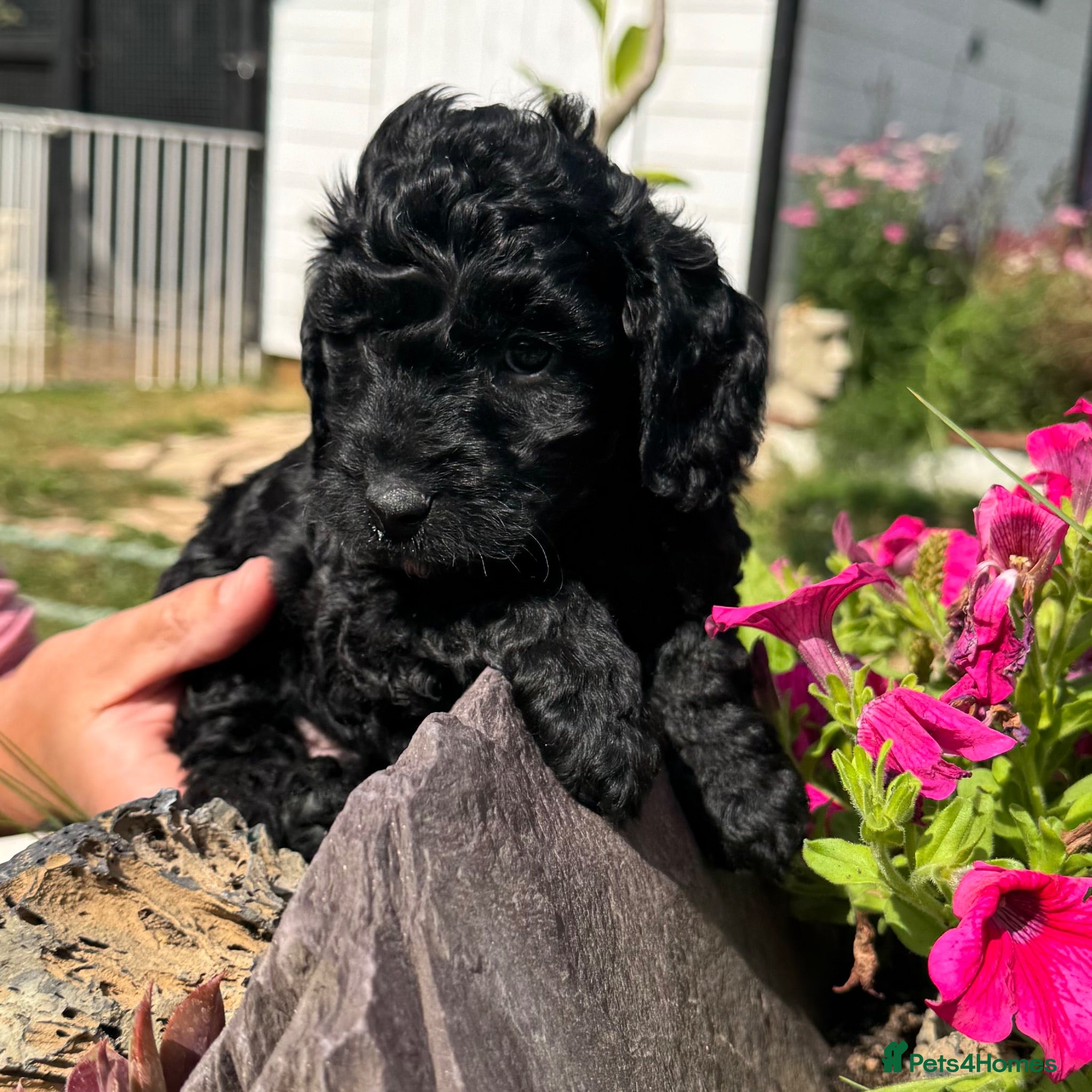 Cockapoo dogs F1b cockerpoos available to reserve  - Advert 8