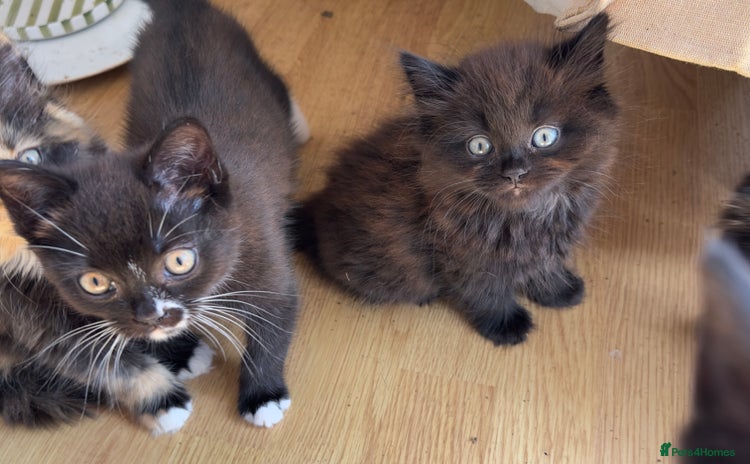 British Longhair cats - Advert 1