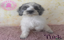 Cockapoo dogs for sale: Exceptional Cockapoo Boys: Ready Now  - Image 5