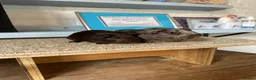 Guinea Pig rodents for sale: Lots of pairs of Guinea Pigs Mixed Colours Come 👀 - Advert 2