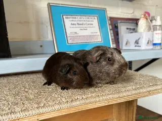 Guinea Pig rodents Lots of pairs of Guinea Pigs Mixed Colours Come 👀 - Advert 2