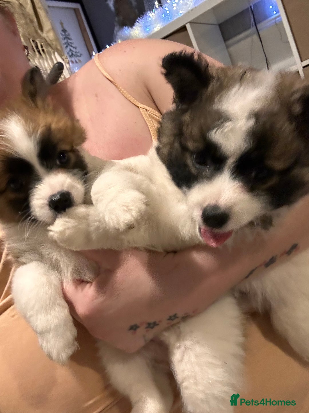 Mixed Breed dogs for sale: German spitz cross - Advert 15