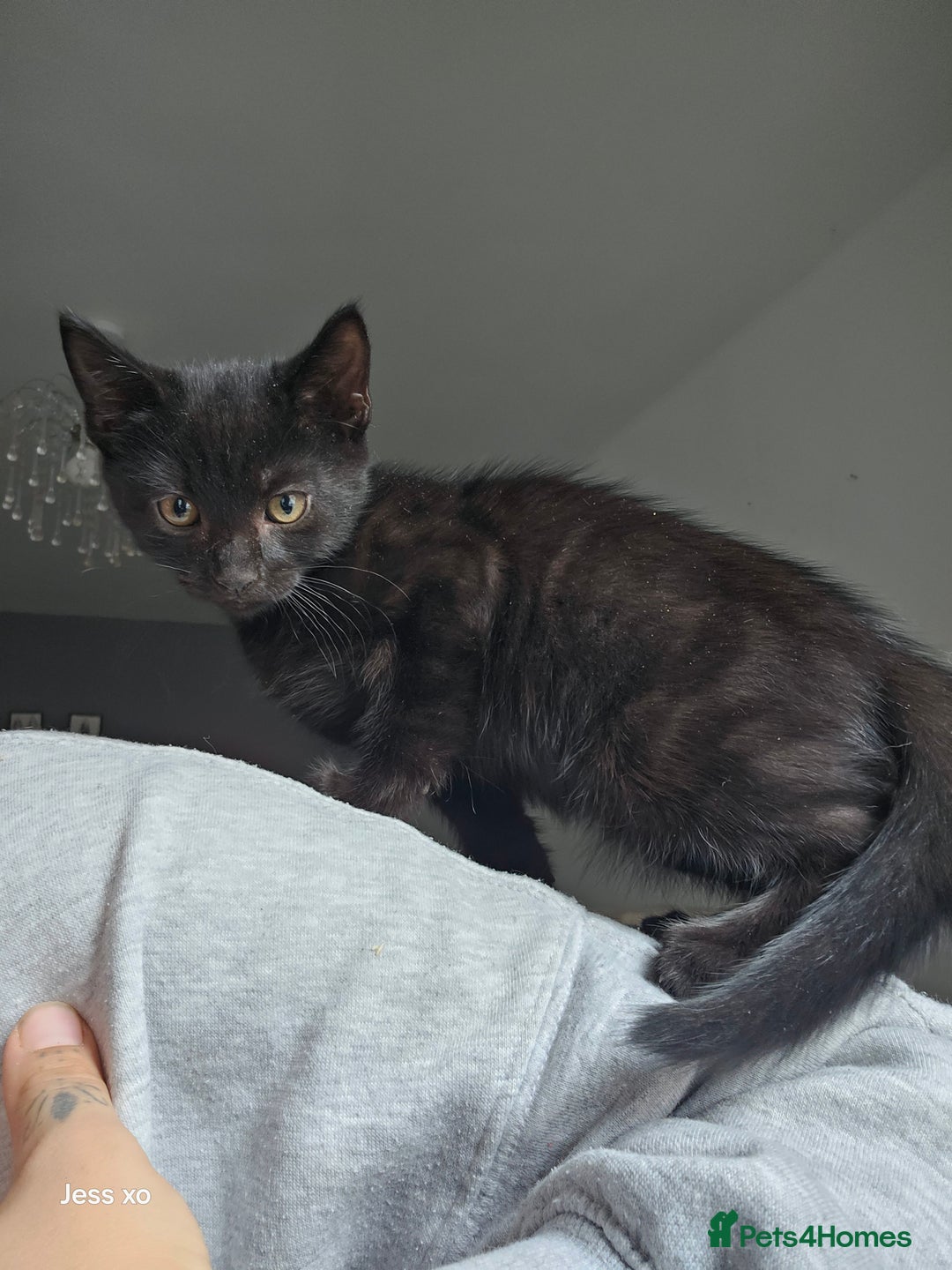 Mixed Breed cats for sale: Mid & long hair black kittens - Image 5