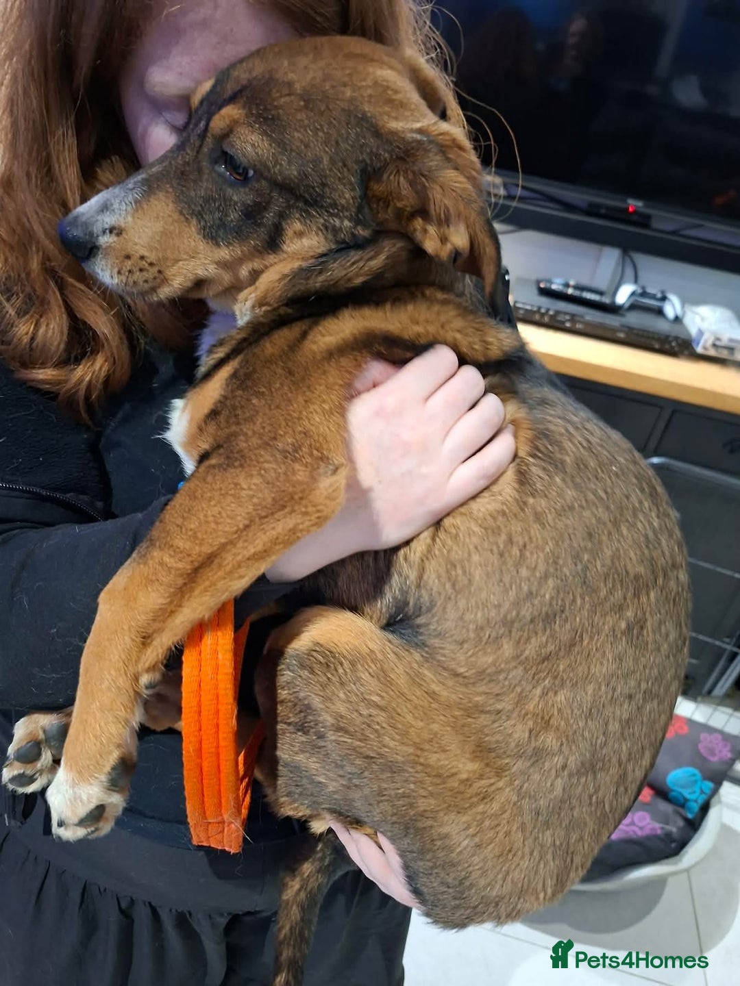 Mixed Breed dogs for adoption: Harvey - north Walsham Norfolk  - Advert 4