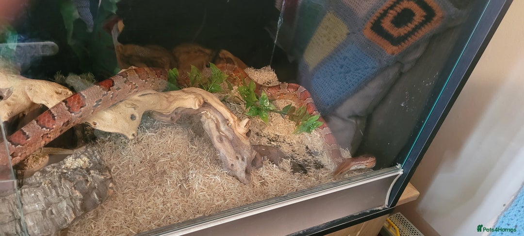 Corn Snake reptiles for sale: corn snakes - Image 9