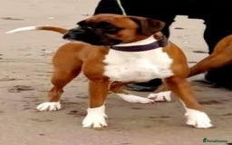 Boxer dogs for sale: KC Registered Boxer Puppies - Image 2