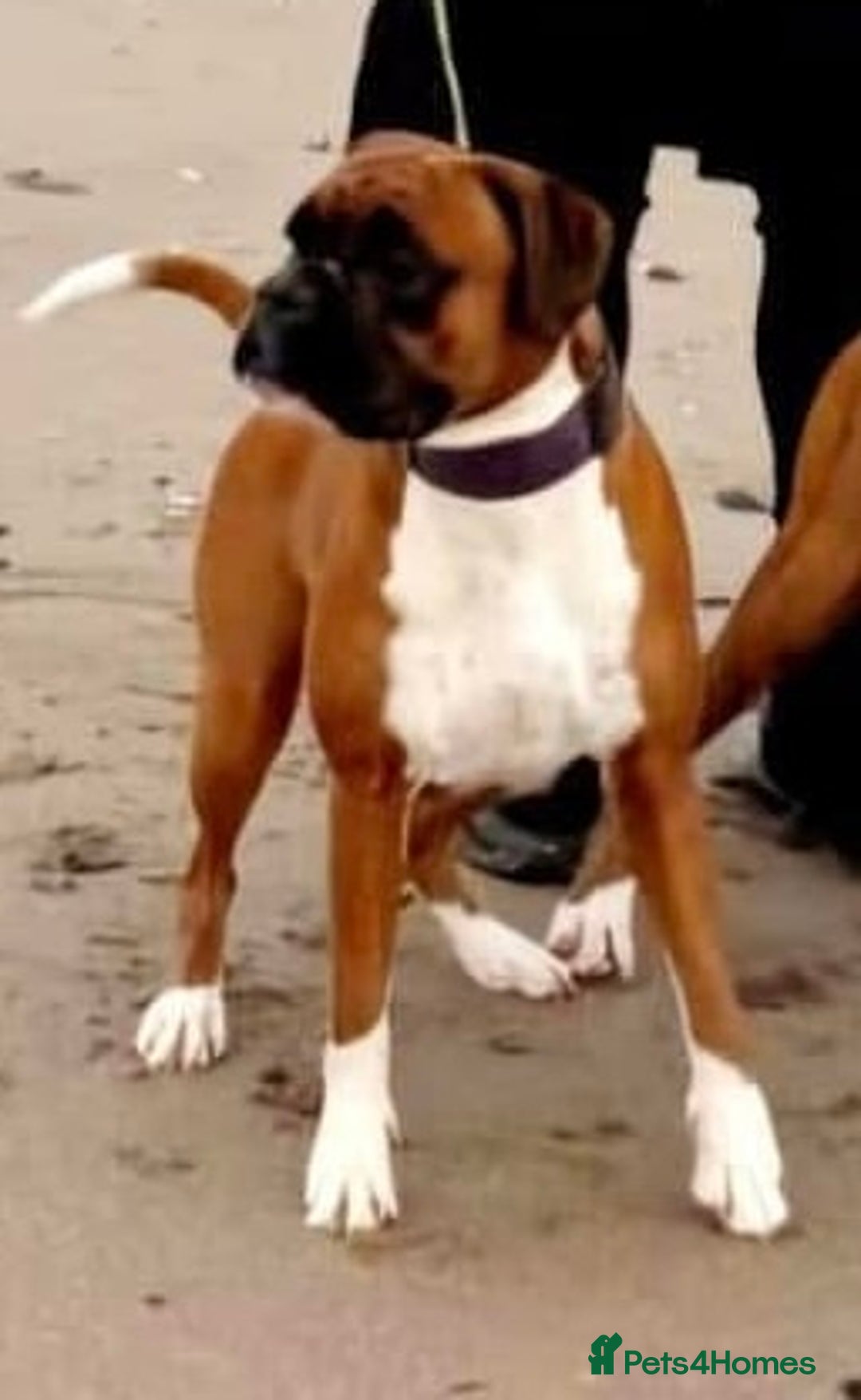 Boxer dogs for sale: KC Registered Boxer Puppies - Image 2