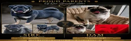 Pug dogs for sale: Exotic Pug puppies  - Advert 6