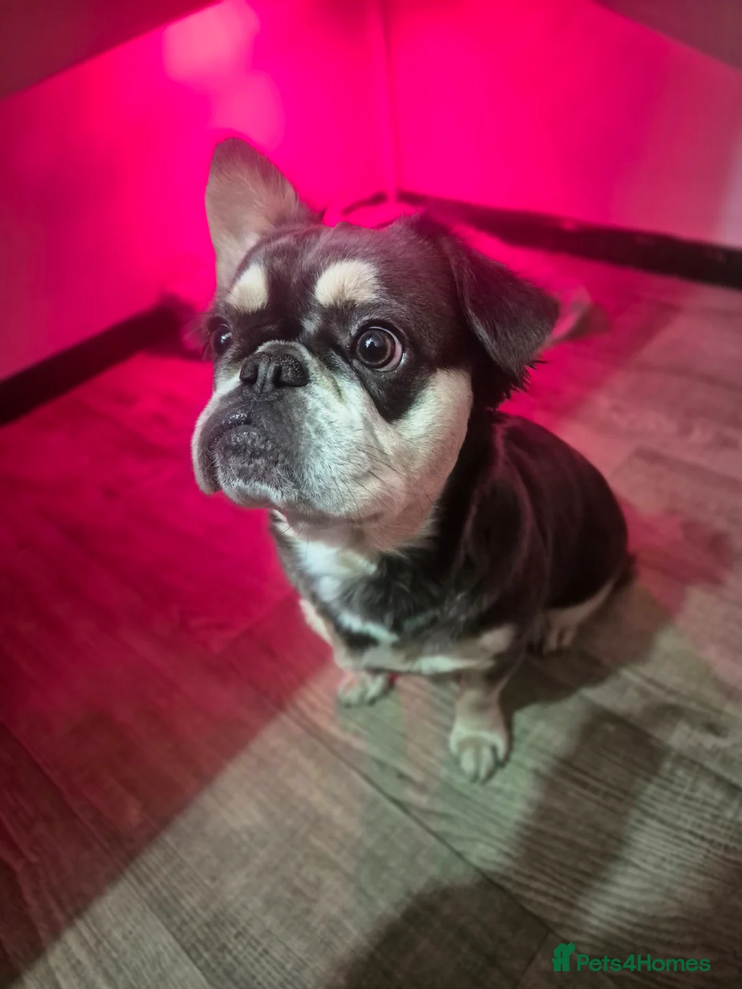 French Bulldog dogs for sale: French bulldog fluffy - Advert 1