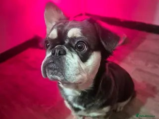 French Bulldog dogs French bulldog fluffy - Advert 1