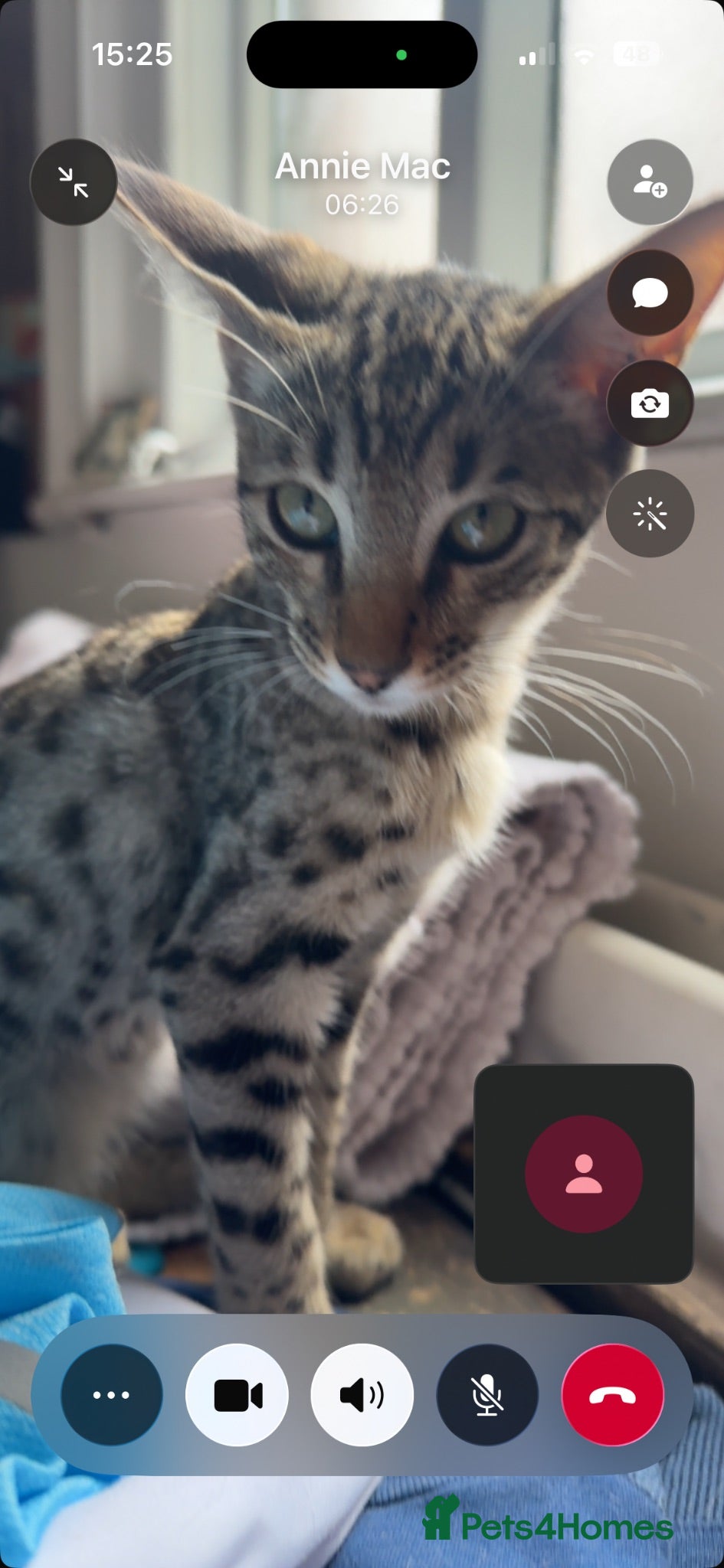 Savannah cats Beautiful savanah F4 female ready to leave  - Advert 1