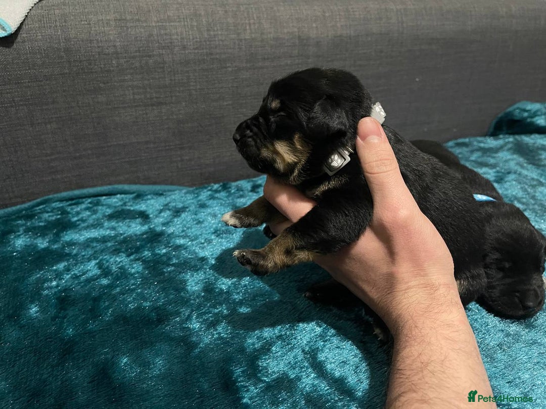 Mixed Breed dogs for sale: 🐶 Stunning German Shepmatian × Rottweiler Puppies - Image 5
