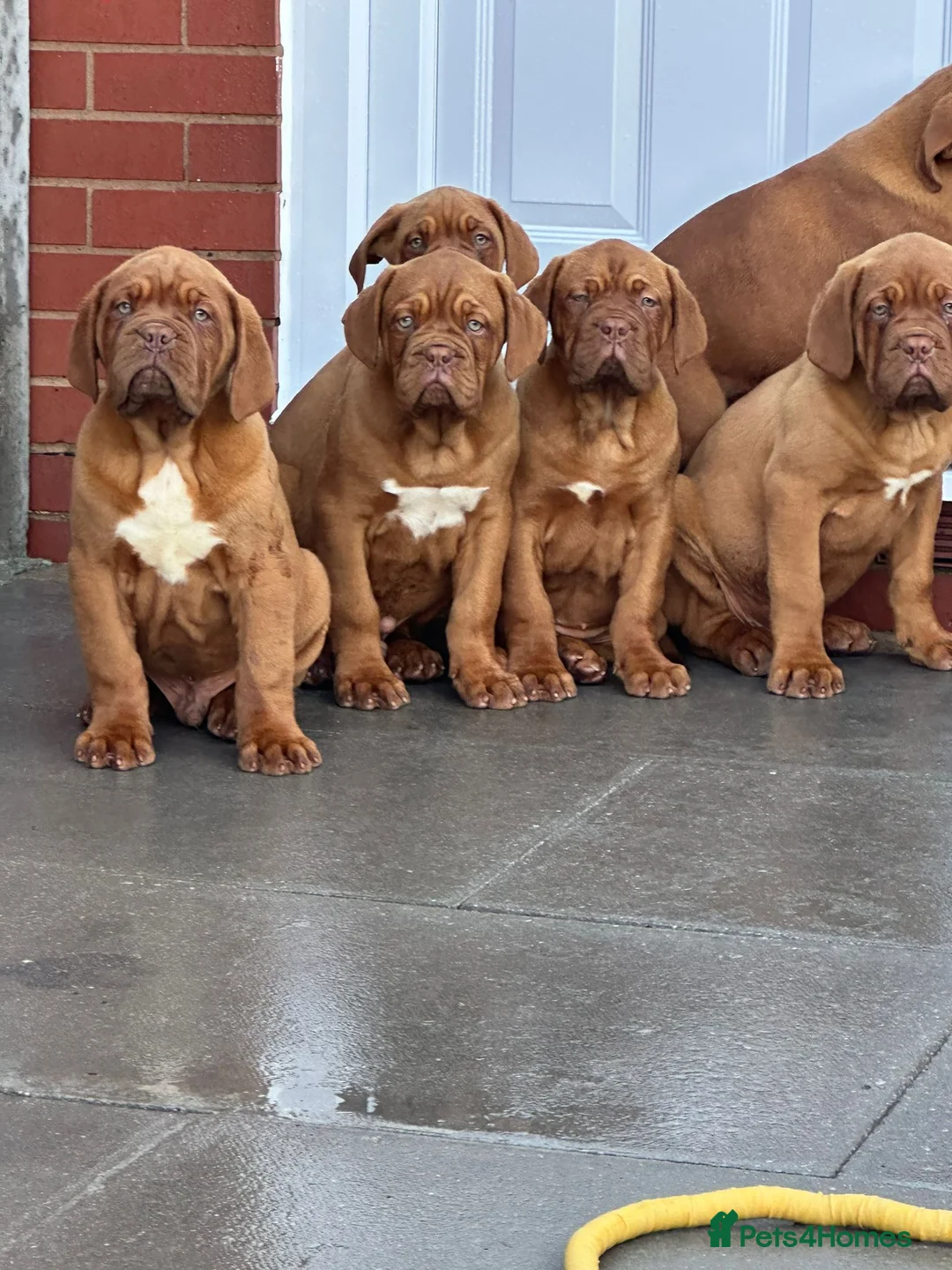 Dogue De Bordeaux dogs for sale: 4 months old kc bitch  - Advert 5