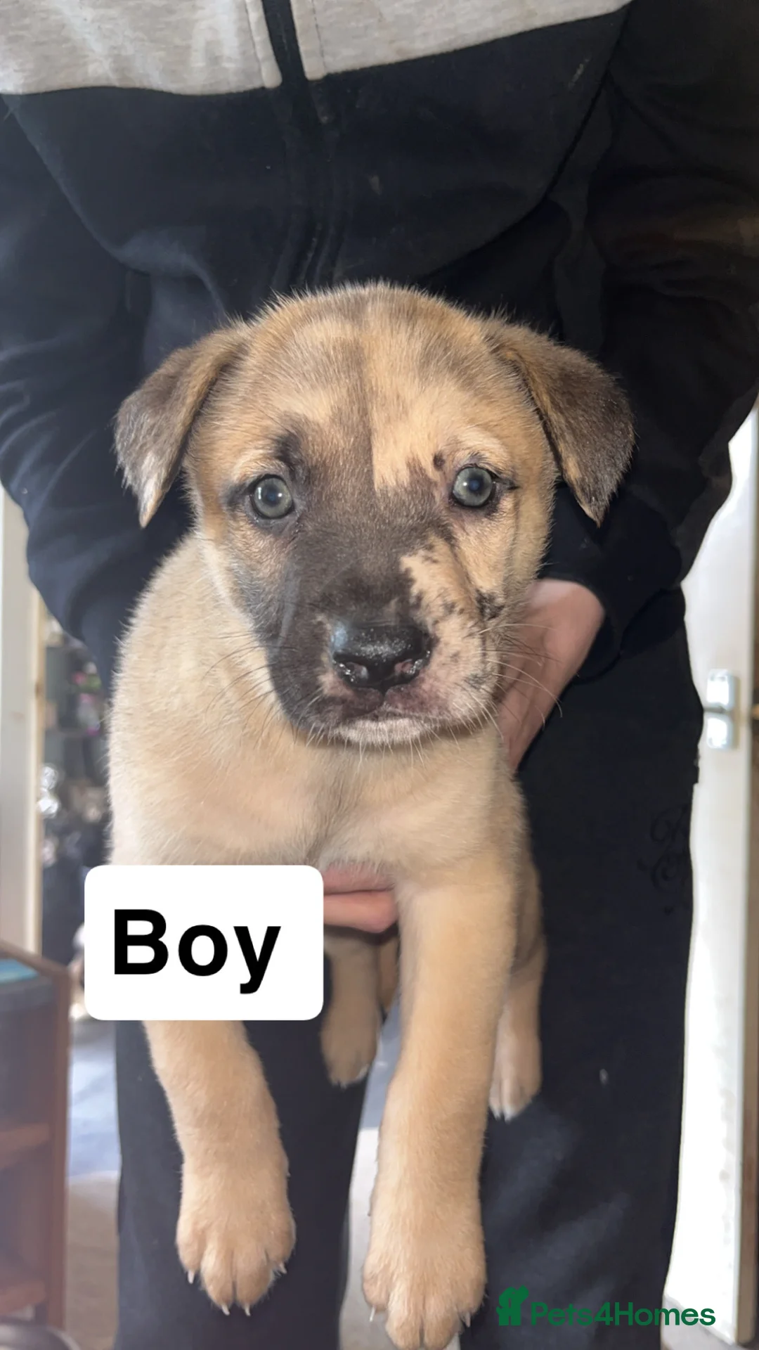 Mixed Breed dogs for sale: Puppies for sale so far they’re 6 weeks old  in Saltburn-by-the-Sea - Advert 1
