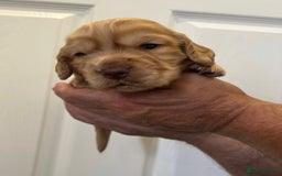 Cocker Spaniel dogs for sale: Beautiful Chocolate/Golden Working Cocker Spaniels - Image 4