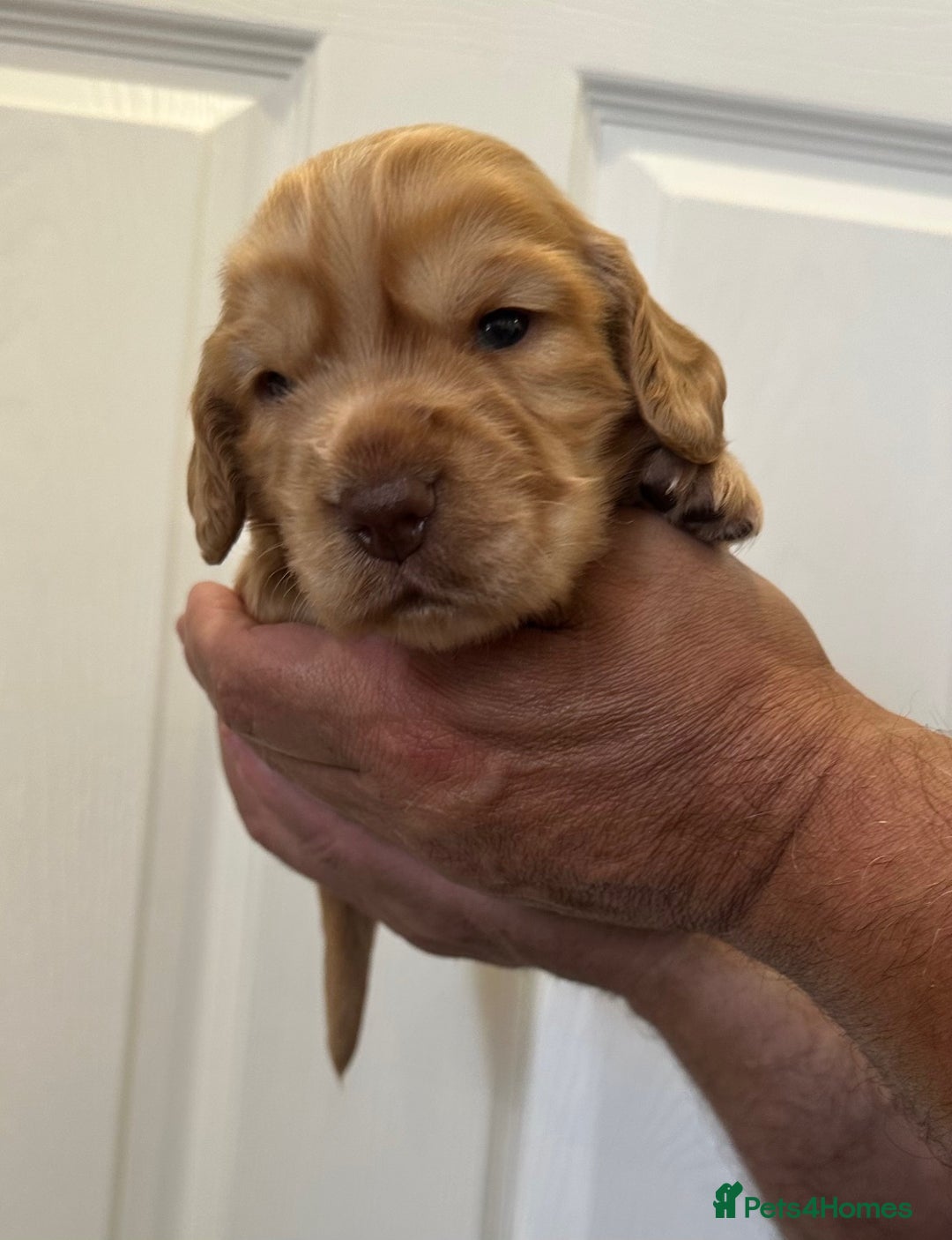 Cocker Spaniel dogs for sale: Beautiful Chocolate/Golden Working Cocker Spaniels - Image 4