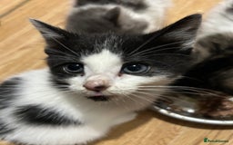 Mixed Breed cats for sale: Fluffy kittens  - Image 9