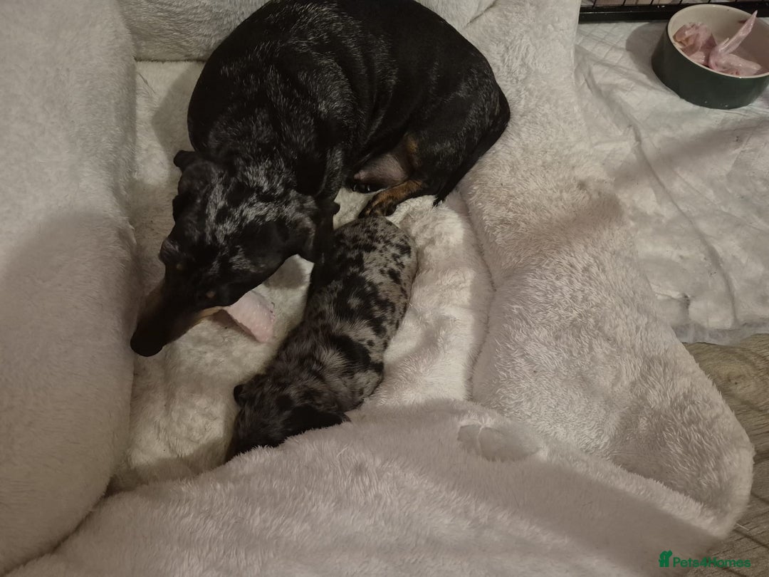 Miniature Dachshund dogs for sale: Miniature dachshund  - Advert 11