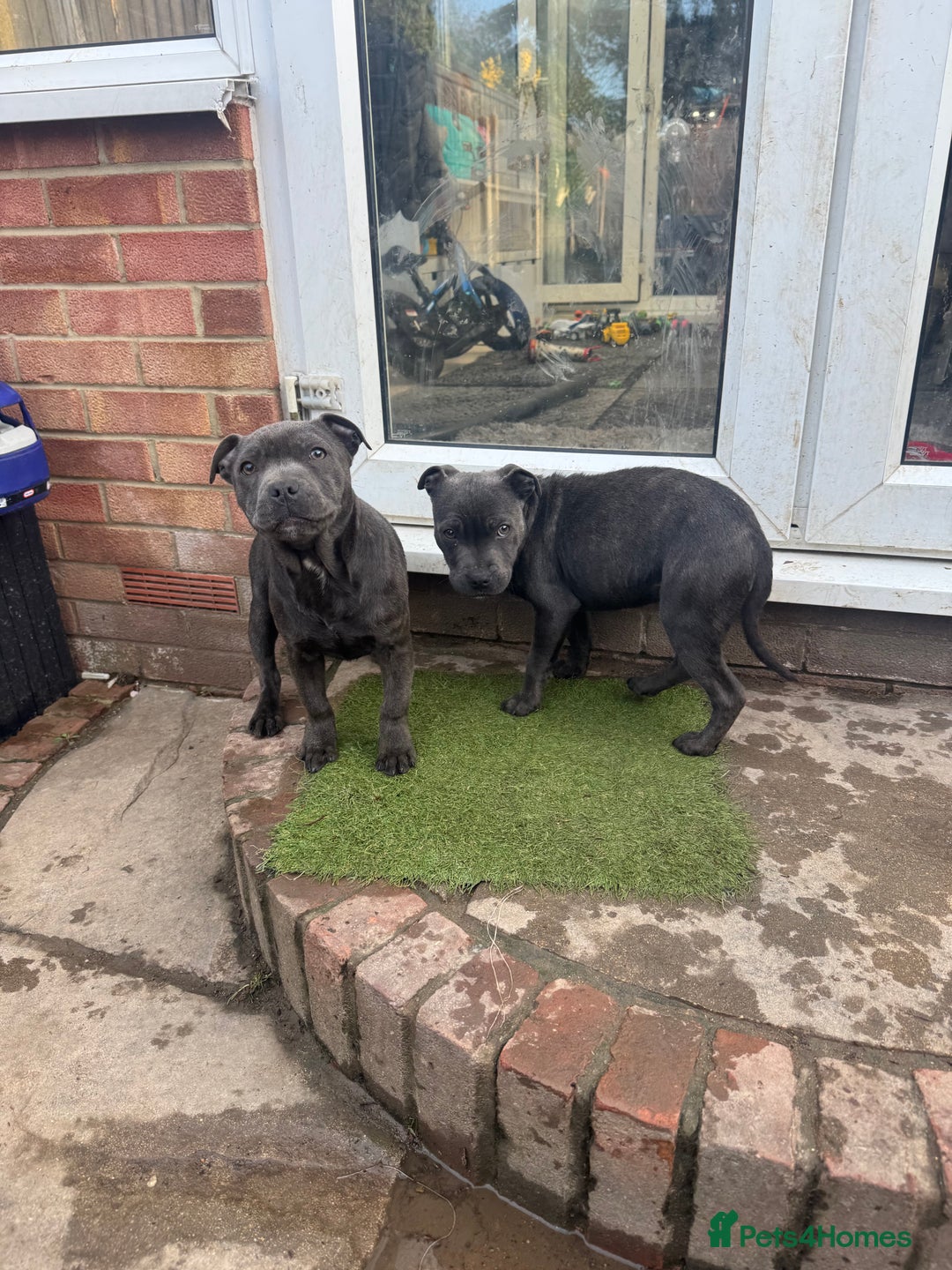 Staffordshire Bull Terrier dogs for sale: 2 female BLUE SBT sisters  - Advert 7