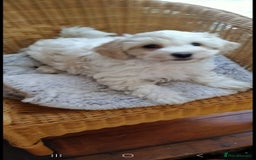 Cavachon dogs for sale:  🐾 Cavapoochon Puppies! 🐾 - Image 19