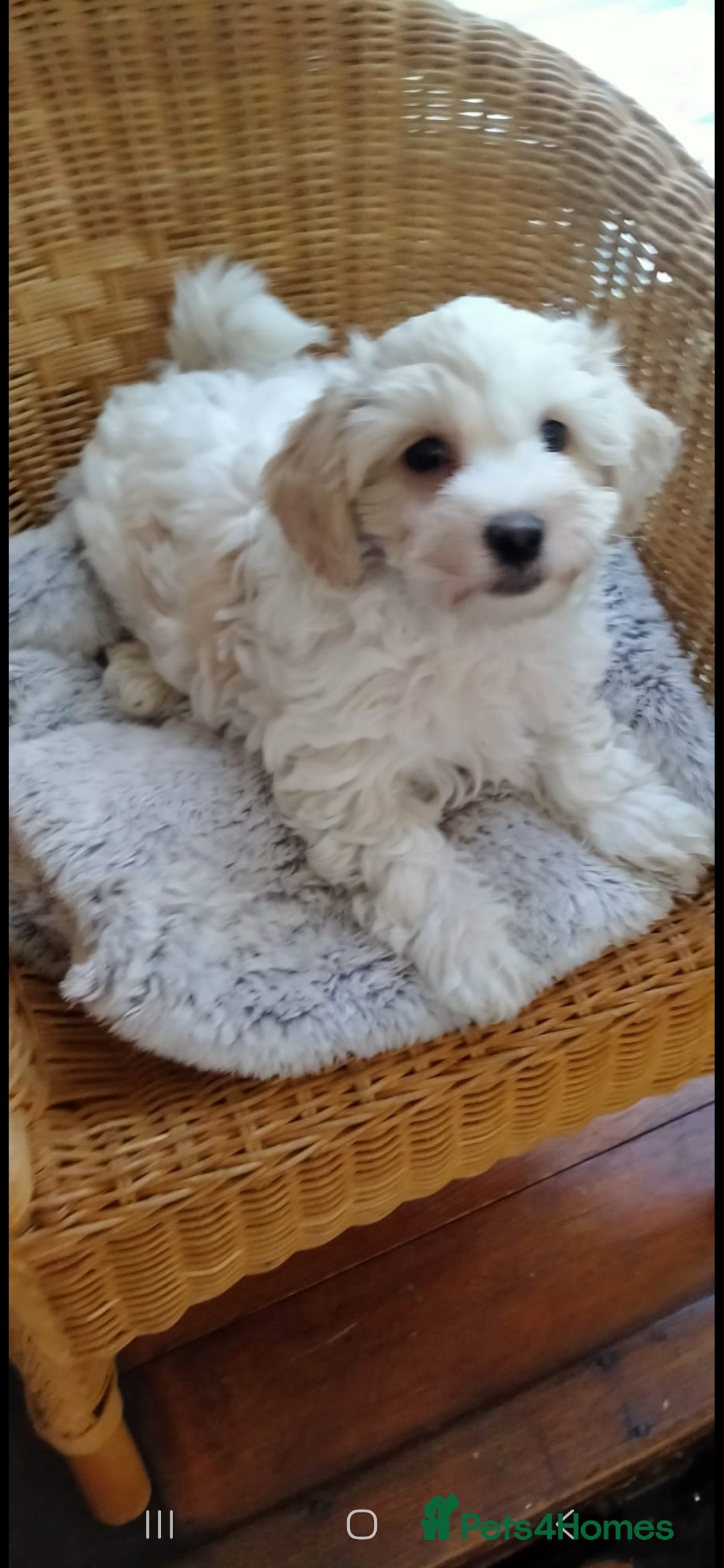 Cavachon dogs for sale:  🐾 Cavapoochon Puppies! 🐾 - Image 19
