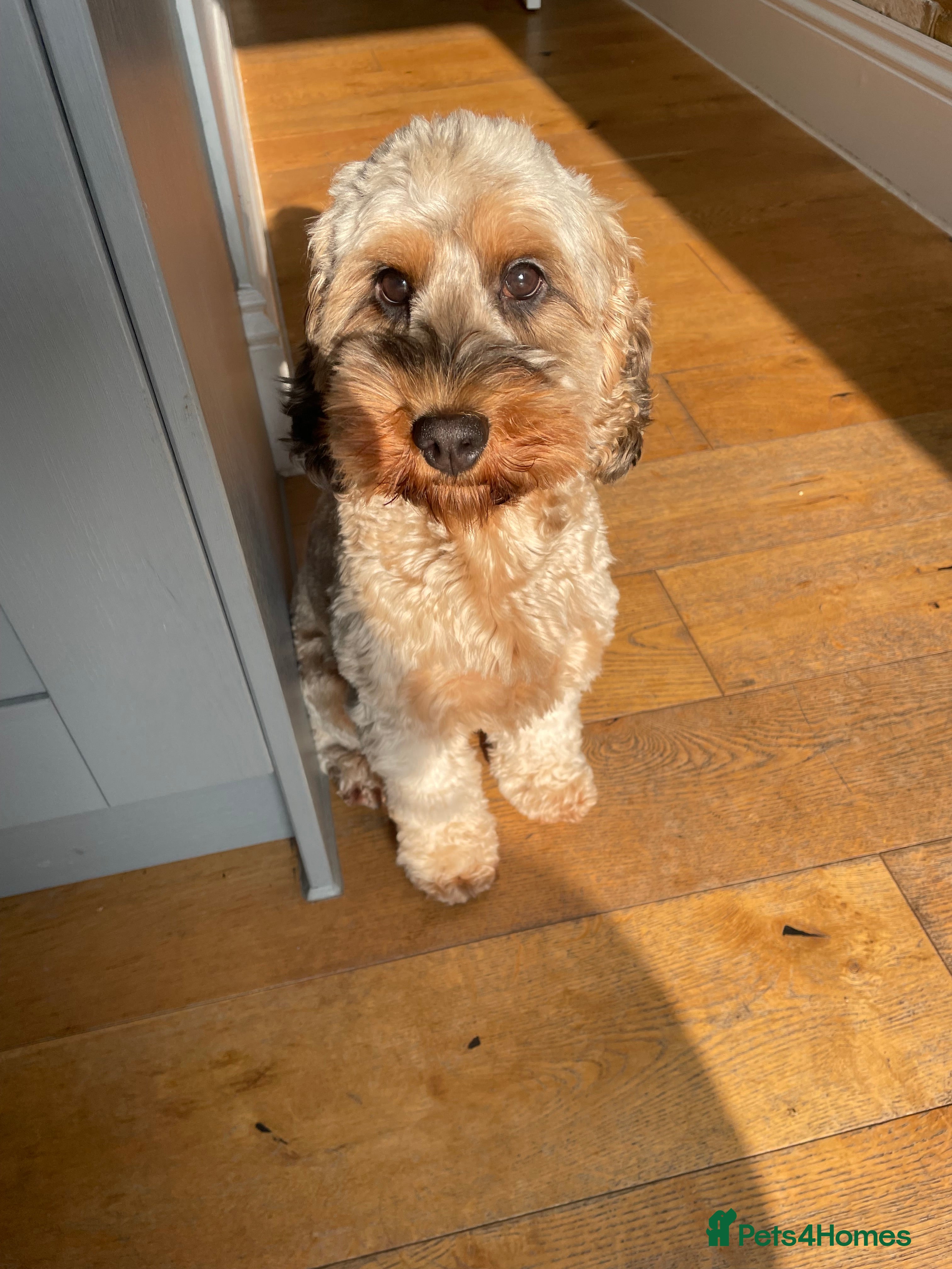 Cockapoo dogs Our Lovely 3 year old cockapoo to be rehomed  - Advert 1