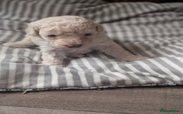 Toy Poodle dogs for sale: Toy poodles Genetic health tested  - Image 4