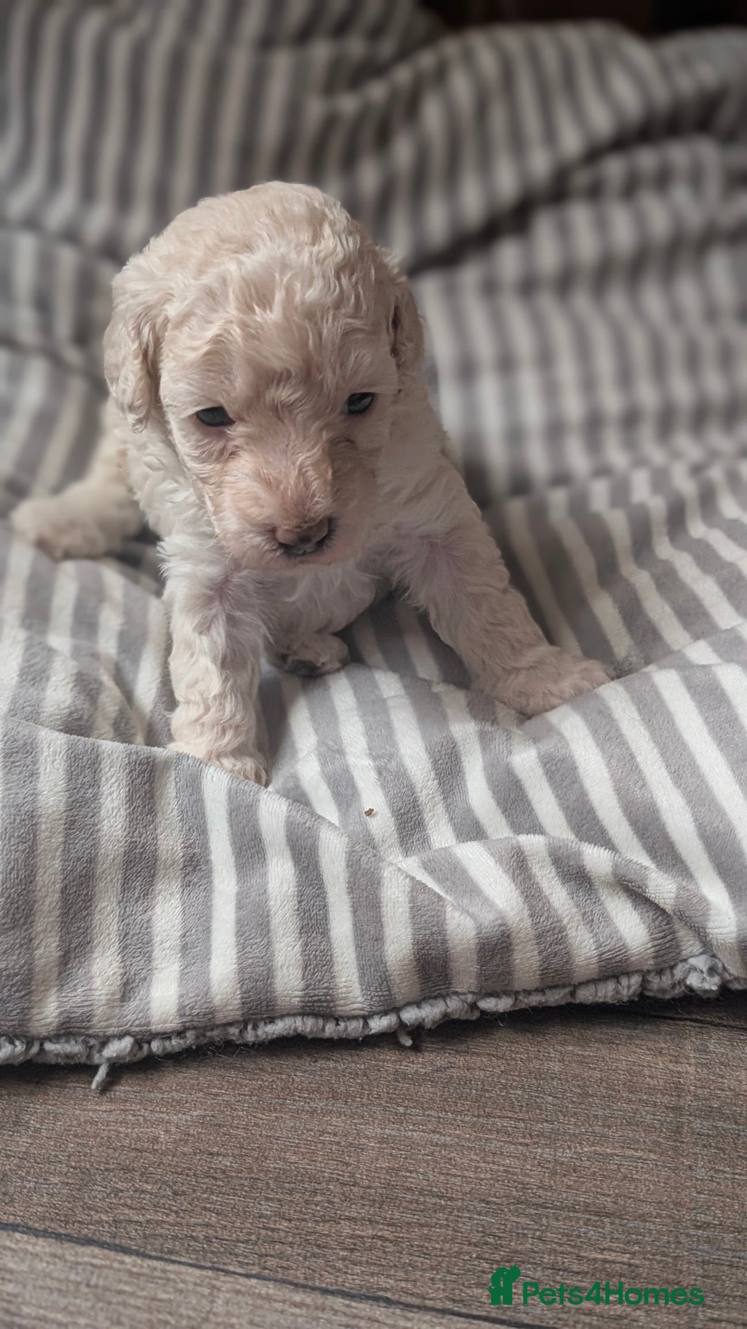 Toy Poodle dogs for sale: Toy poodles Genetic health tested  - Image 4
