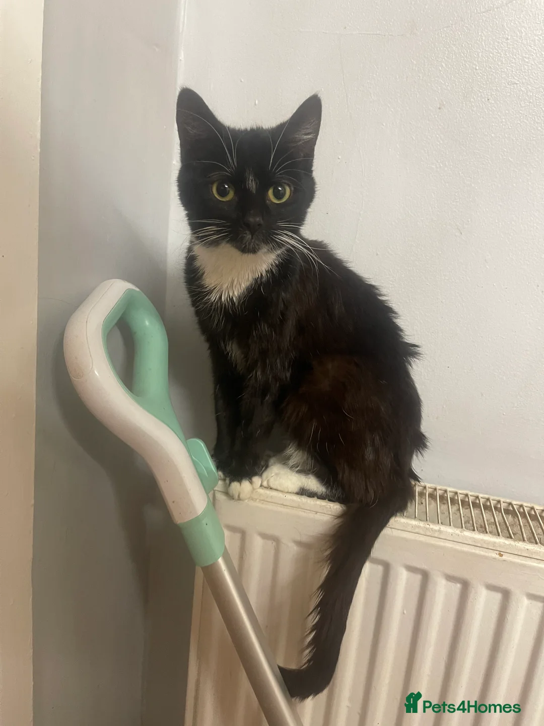 Mixed Breed cats for sale: Tiny is looking for a forever home. - Advert 4