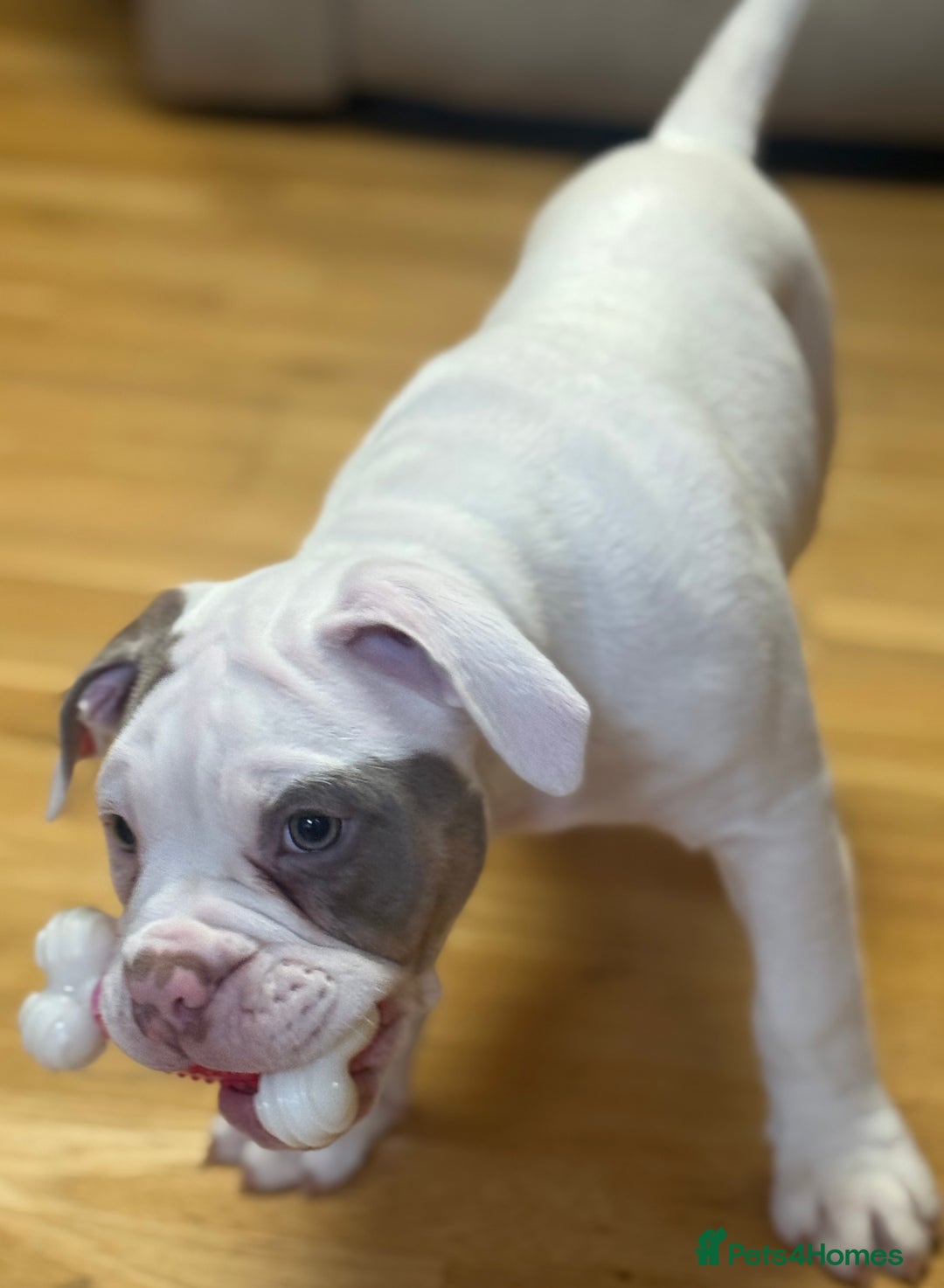 Olde English Bulldogge dogs for sale: 2 Olde English Bulldogge NEBBR registered boys - Advert 8