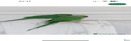 Parakeets birds for sale: Beautiful Indian Ringneck parakeet pair with cage. - Advert 2