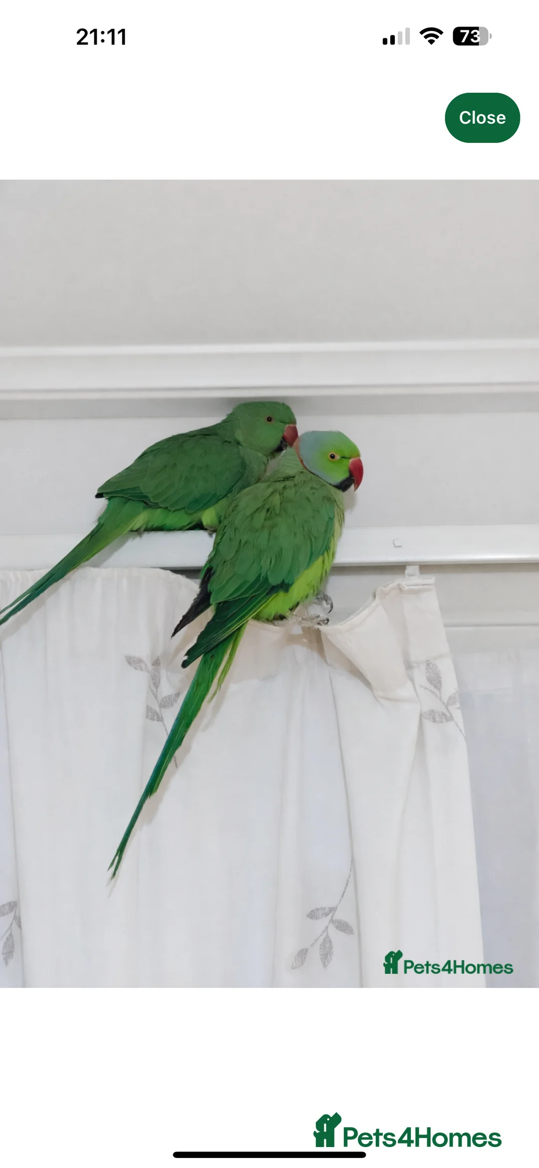 Parakeets birds for sale: Beautiful Indian Ringneck parakeet pair with cage. - Advert 2