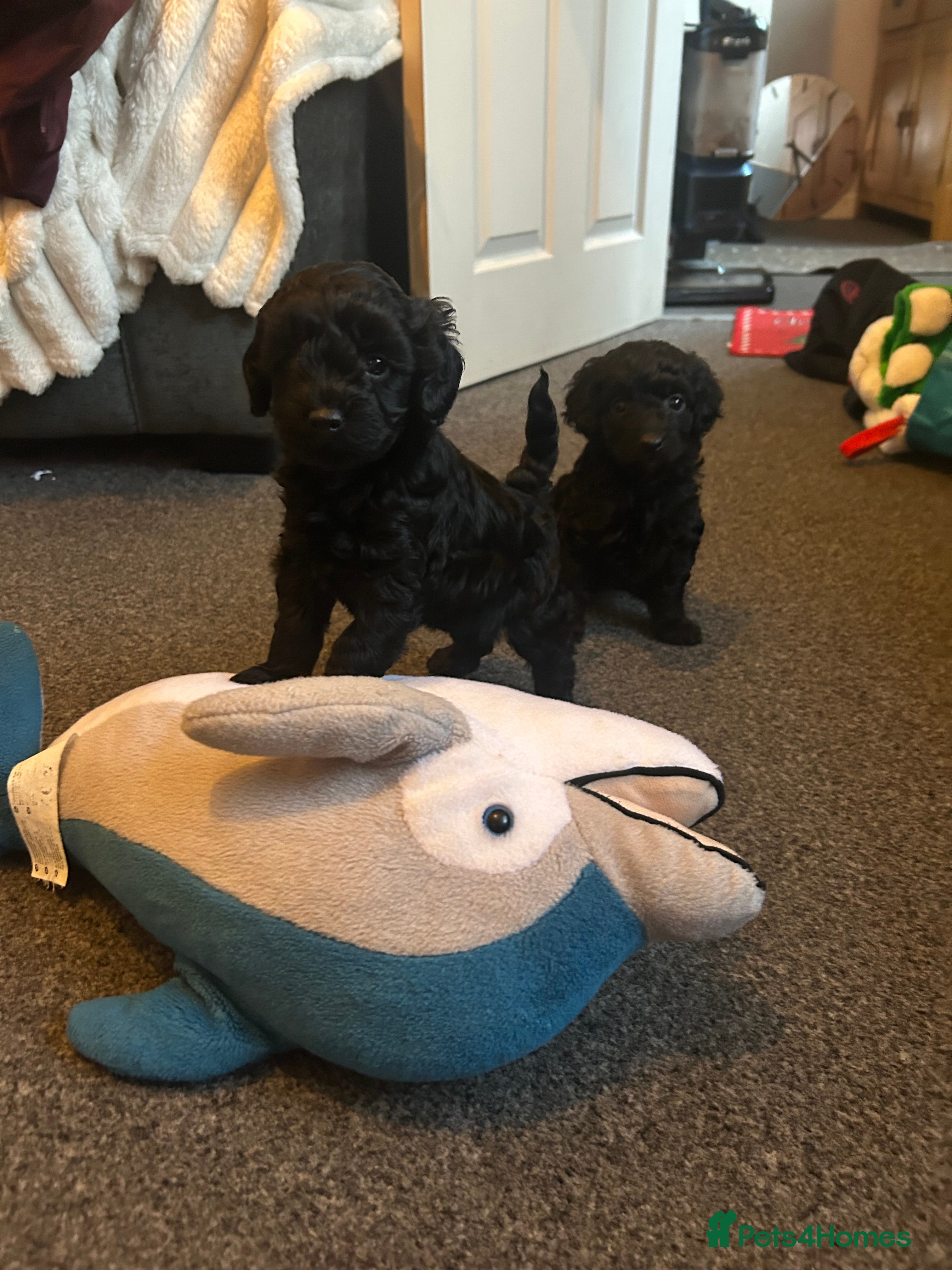 Cavapoo dogs F1b Cavapoos  - Advert 5